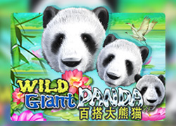 Wild Giant Panda